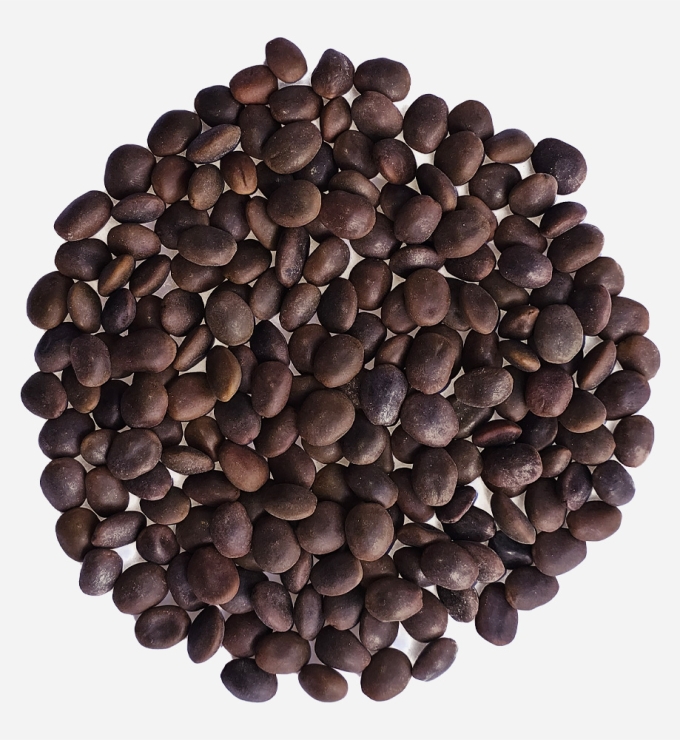 Semilla de Tara